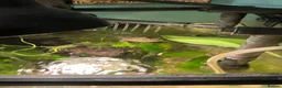 Turtle reptiles for sale: 2 young mississippi map turtles - Advert 4