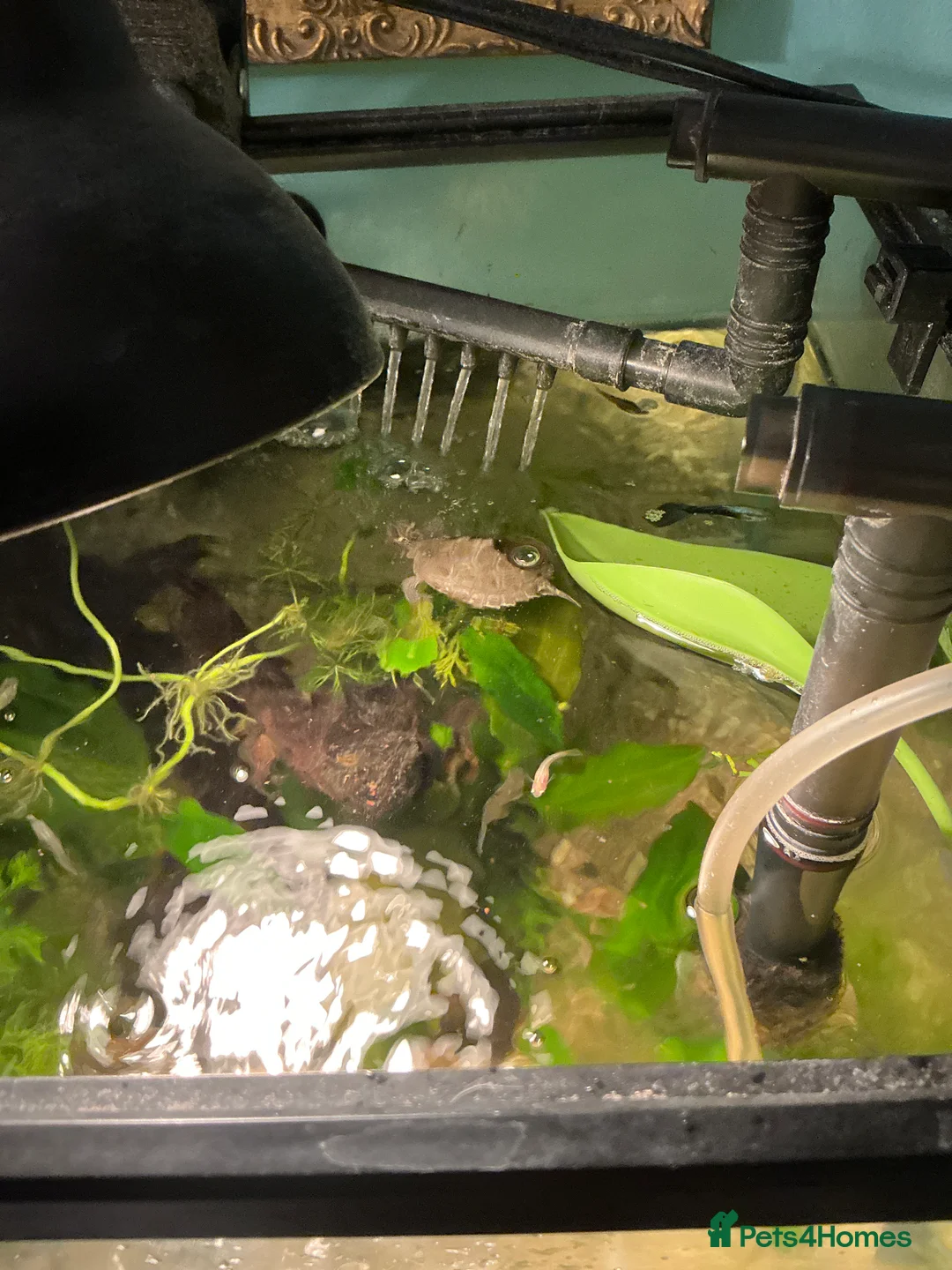 Turtle reptiles for sale: 2 young mississippi map turtles - Advert 4