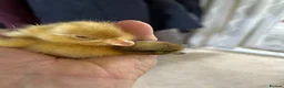 Ducks poultry for sale: Runner and Call Ducklings  - Advert 8