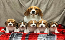 Beagle dogs for sale: SUPER CHUNKY KC SHOW BEAGLE PUPPIES - Image 1