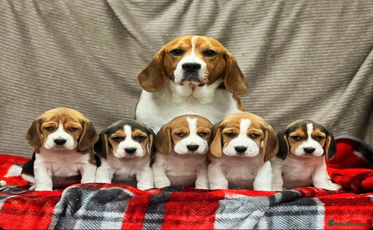 Beagle dogs - Advert 1