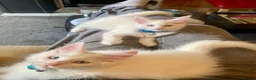 Maine Coon cats for sale: Purebred Maine Coon Boys Needing A Loving Home 😻 - Advert 4