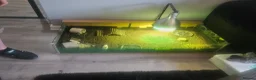 Hermann Tortoise reptiles for sale: western dwarf hermann tortoise in Clacton-on-Sea - Advert 4