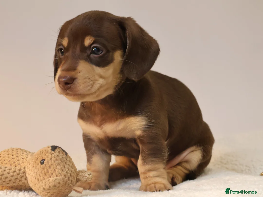 Miniature Dachshund dogs for sale: 5*Licensed+KC+PRAclear+VETchecked+Chocolate&Cream - Advert 22