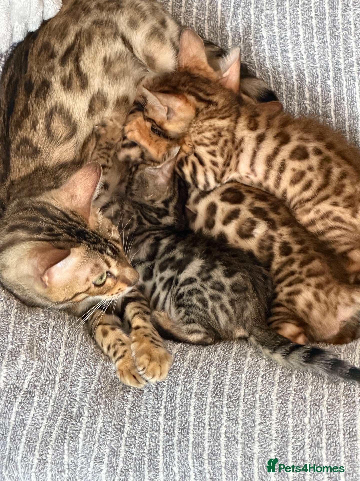 Bengal cats Beautiful marble Bengal  - Advert 2