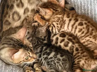 Bengal cats Beautiful marble Bengal - Advert 2