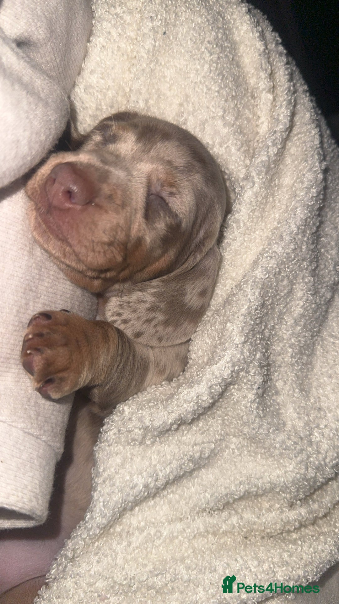 Dachshund dogs for sale: Miniature dapple dachshunds 5 puppies  - Advert 8