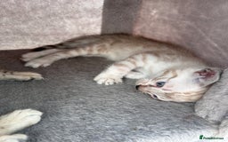 Bengal cats for sale: 3 Pedigree Bengal kittens, Male, for sale - Image 6