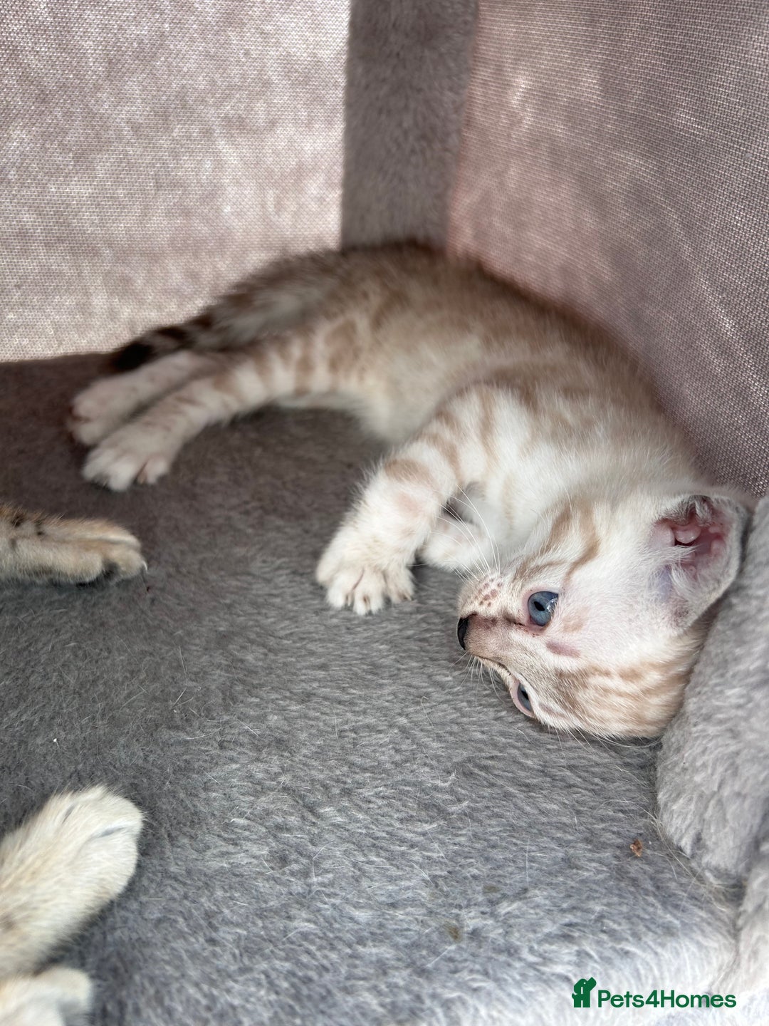 Bengal cats for sale: 3 Pedigree Bengal kittens, Male, for sale - Image 6