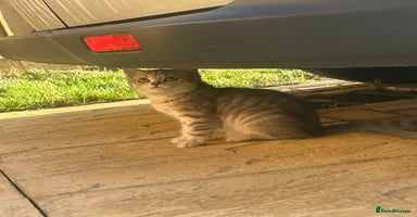 British Shorthair cats - Advert 12