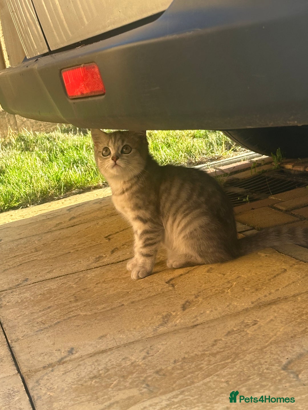 British Shorthair cats for sale: British Shorthair Kittens - Image 3
