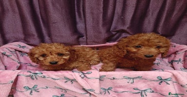 Cavapoo dogs - Advert 5