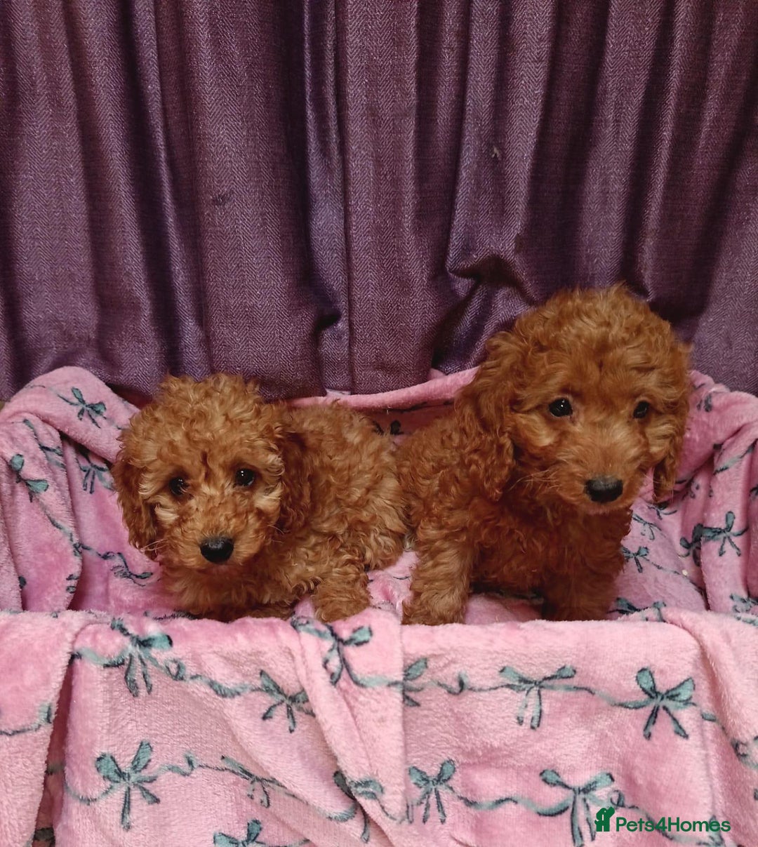 Cavapoo dogs for sale: Cavapoo puppy's  - Image 3