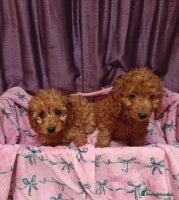 Cavapoo dogs - Advert 5