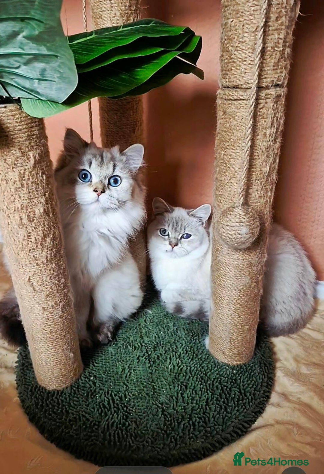 British Shorthair cats for sale: Exceptional BSH& BLH blue golden shaded Ny11 💖 - Advert 11