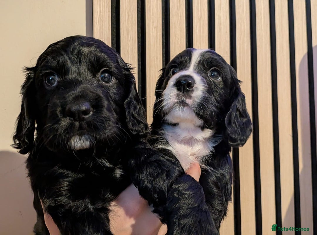 Cocker Spaniel dogs for stud: K C registered - Mr Midnight for Stud in Huddersfield - Advert 20