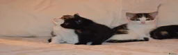 Mixed Breed cats for sale: 4 Beautiful Gentle Kittens for Sale - Advert 16