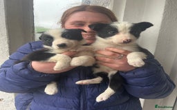 Border Collie dogs for sale: 4 Beautiful Border Collie puppies - Image 2