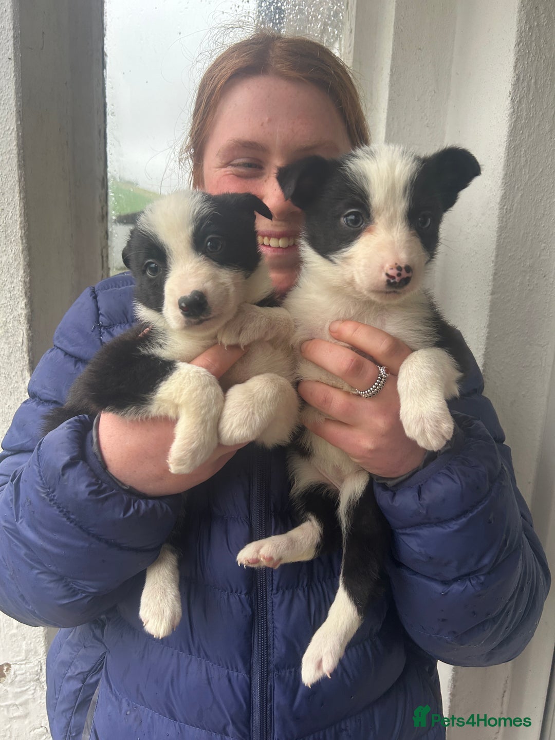 Border Collie dogs for sale: 4 Beautiful Border Collie puppies - Image 2