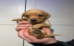 Springador dogs for sale: Labrador/Springador cross pups - Advert 19