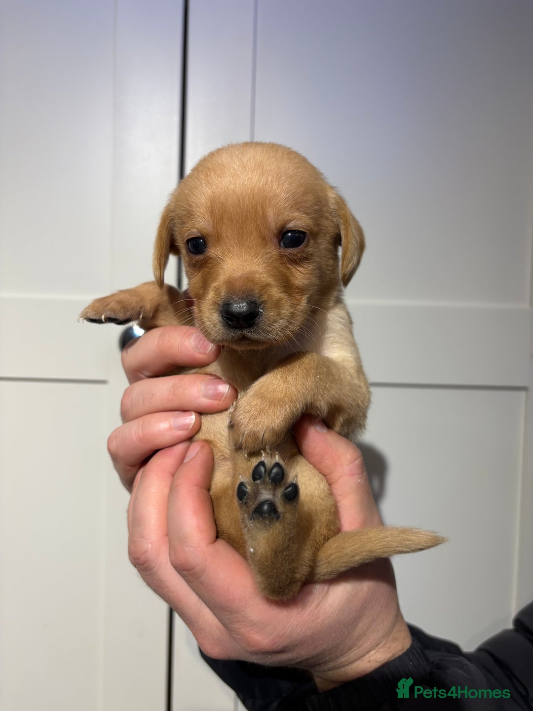 Springador dogs for sale: Labrador/Springador cross pups - Advert 19