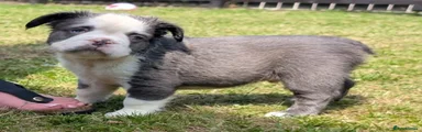 lilac husky male 