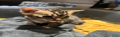 Bengal Kitten 2 (likely female tbc)