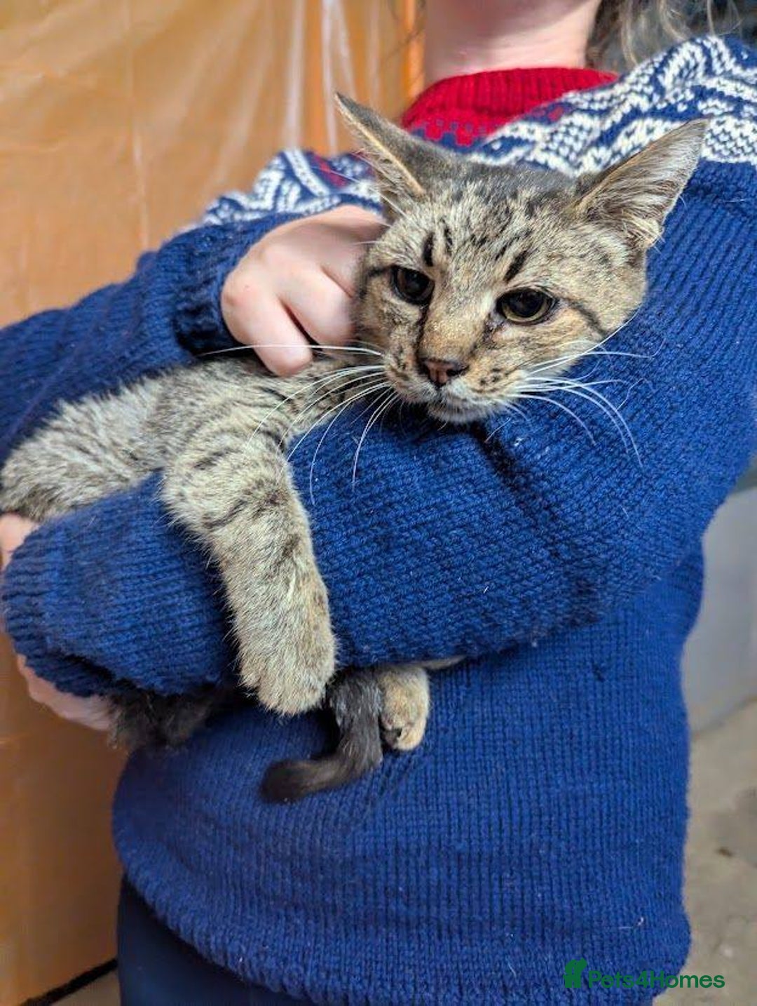 Mixed Breed cats for adoption: Granny for adoption - Advert 4