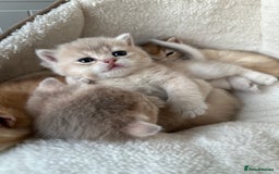 British Shorthair cats for sale: British Shorthair Golden & Bluegolden kitten GCCF - Image 23