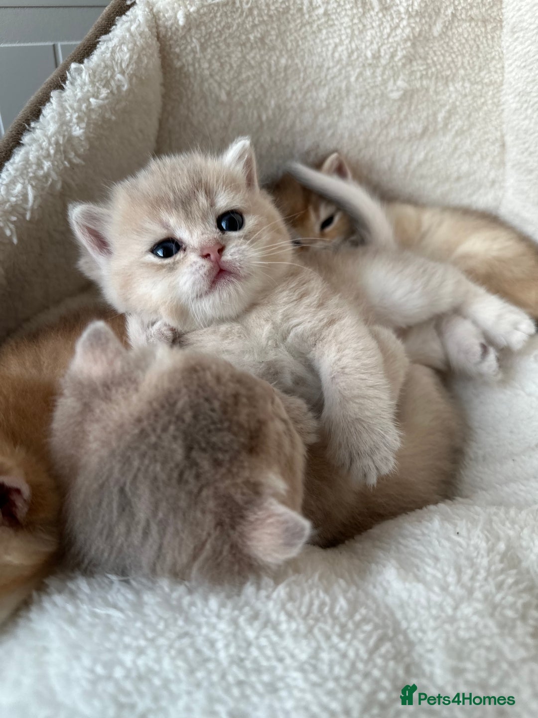British Shorthair cats for sale: British Shorthair Golden & Bluegolden kitten GCCF - Image 23