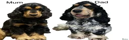 Cocker Spaniel dogs for sale: Cocker Spaniel Show Type - Advert 15