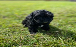 Cockapoo dogs for sale: F1 cockapoos - Image 25