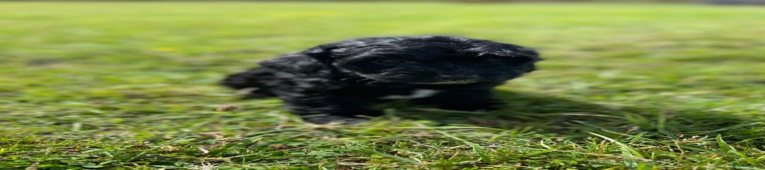 Cockapoo Puppy 9