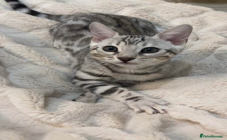 Bengal cats 🌟pedigree bengal kittens🌟 - Advert 2