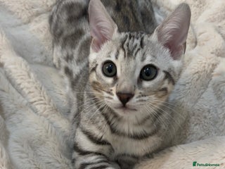 Bengal cats 🌟pedigree bengal kittens🌟 - Advert 12