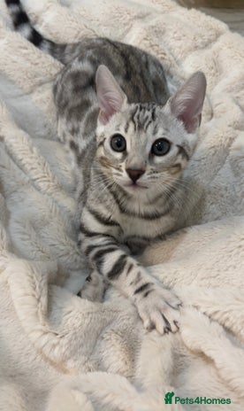 Bengal cats 🌟pedigree bengal kittens🌟 - Advert 2