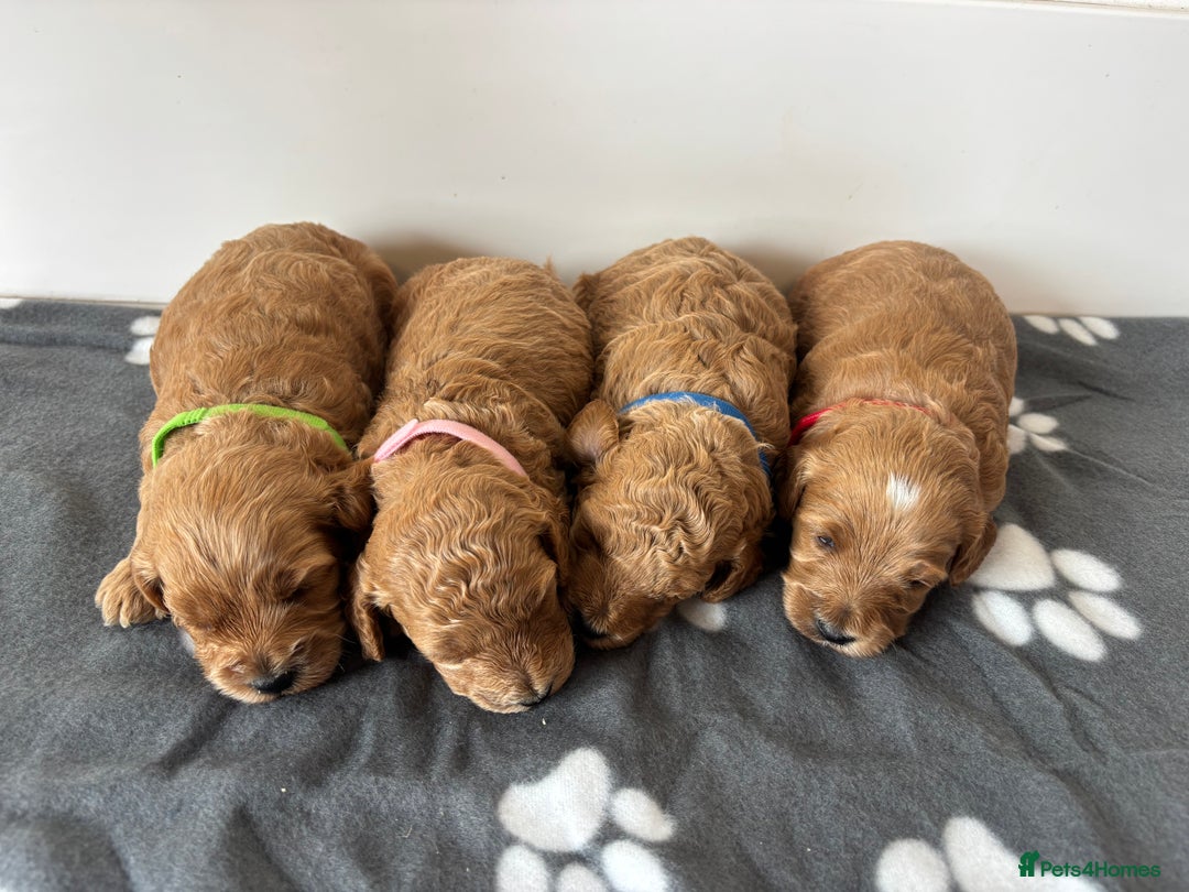 Cockapoo dogs for sale: F1b cockapoo pups  in Pickering - Image 1