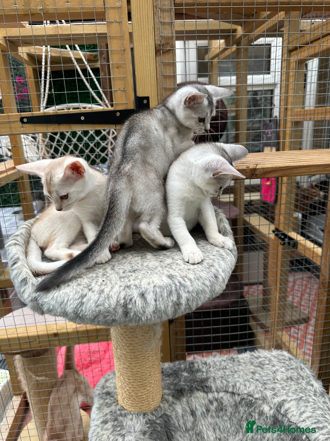 Abyssinian cats for sale: Pedigree Silver Abyssinian kittens - Image 25