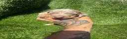 Dachshund dogs for sale: 🐾DWKC REG, DACHSHUND PUPPIES - Advert 14