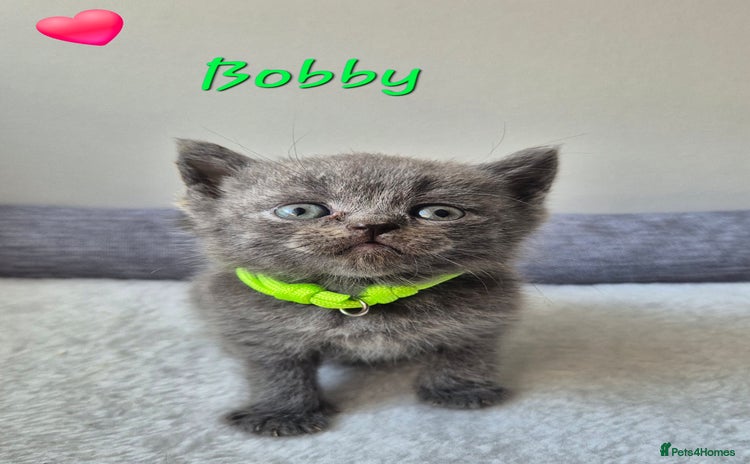 British Shorthair cats - Advert 4