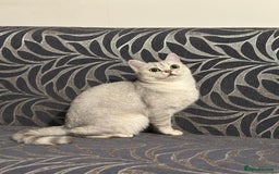 Brazilian Shorthair cats for sale: British Short Hair For Sale - Image 3