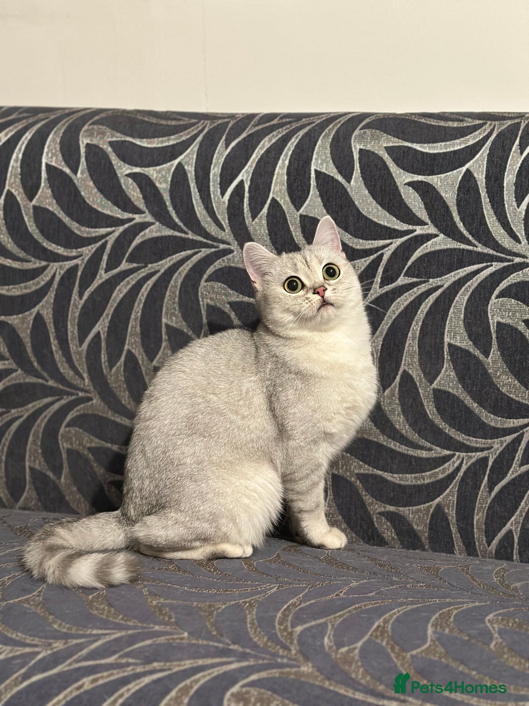 Brazilian Shorthair cats for sale: British Short Hair For Sale - Image 3