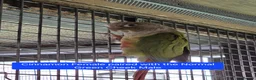 Conures birds for sale: Green Cheek conures - DNA sexed - Advert 9