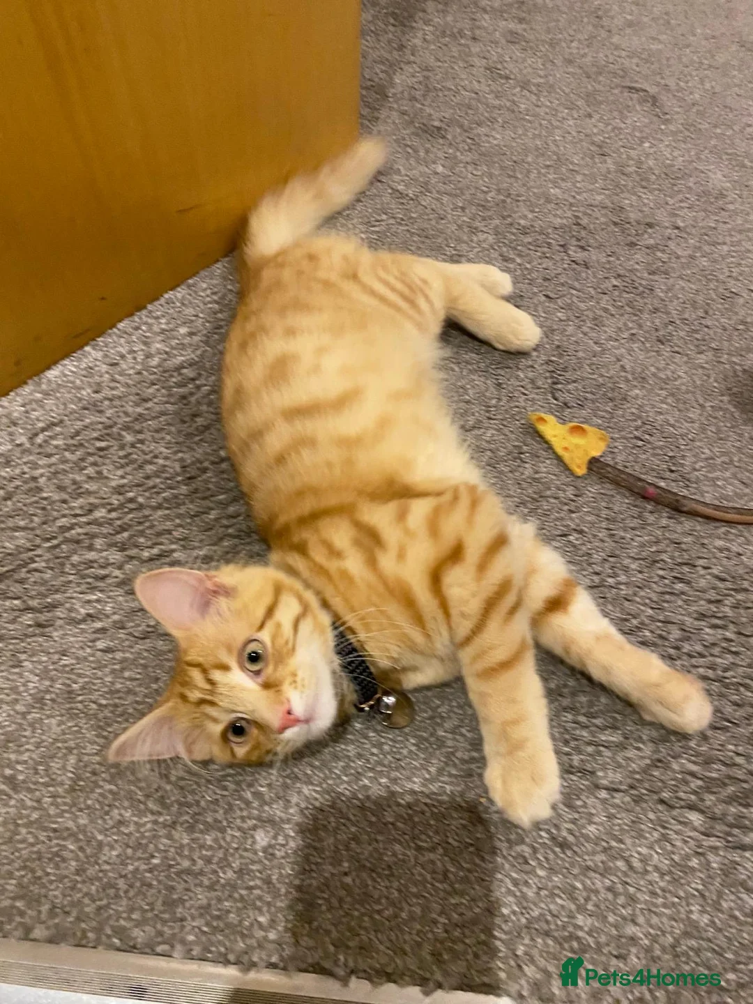 Mixed Breed cats for sale: Main Coon cross of Domestic short hair  - Advert 2