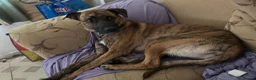 Mixed Breed dogs for sale: Sapphire is looking for her forever home in Frome - Advert 2
