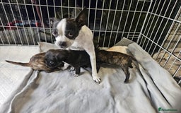 Mixed Breed dogs for sale: Puppy chugs 4 boys  - Image 3