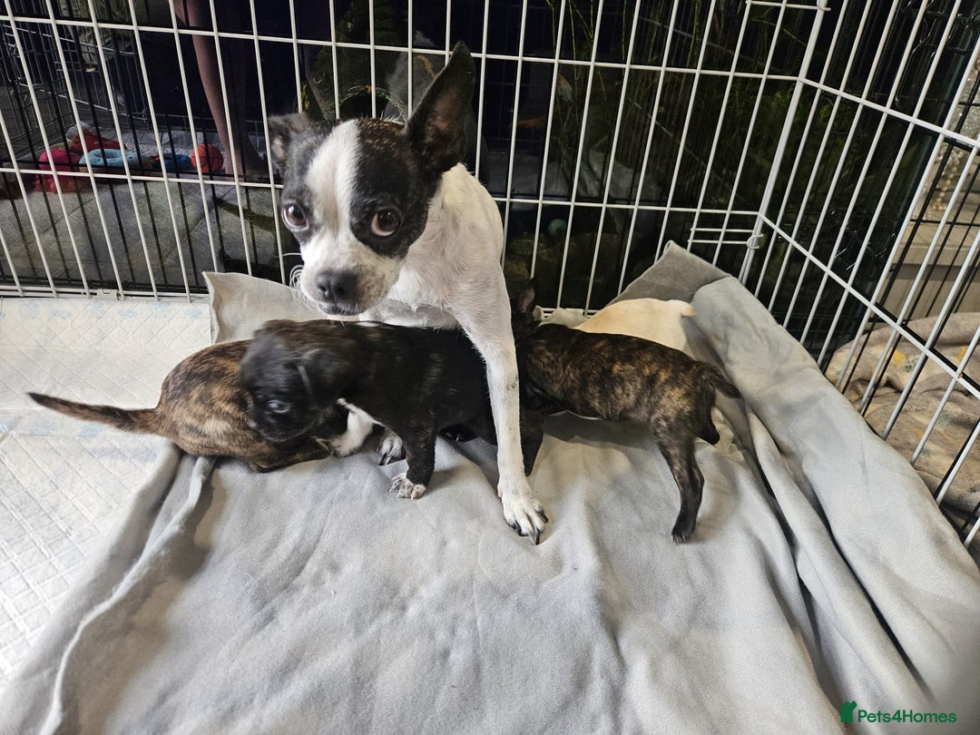 Mixed Breed dogs for sale: Puppy chugs 4 boys  - Image 3