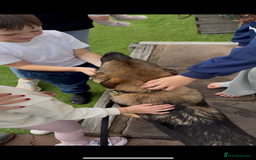 German Shepherd dogs for sale: EQIDIUS IMPORT PUPPY (SLOVAKIA)  - Image 4