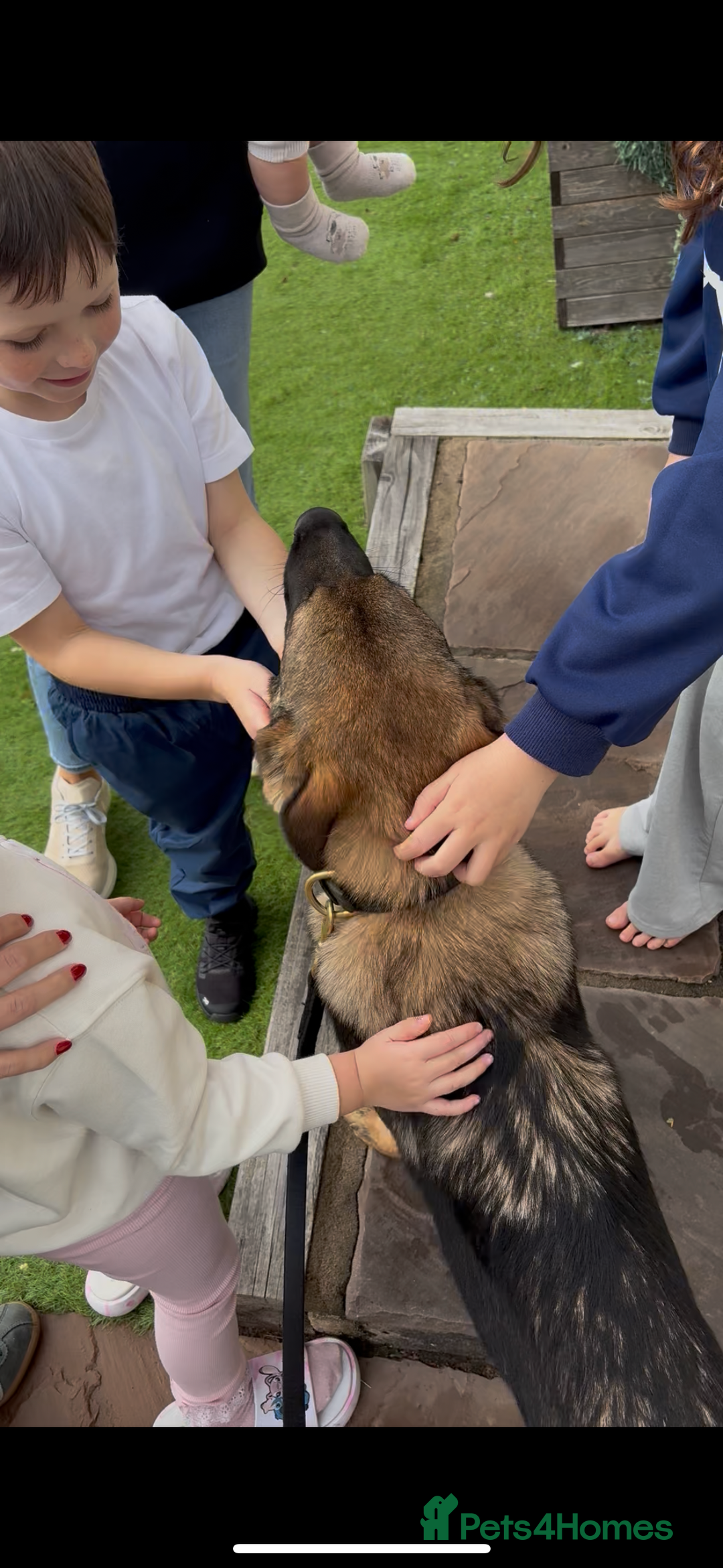 German Shepherd dogs for sale: EQIDIUS IMPORT PUPPY (SLOVAKIA)  - Image 4