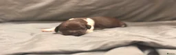 German Shorthaired Pointer dogs for sale: KC registered German shorthairs pointers for sale  - Advert 40